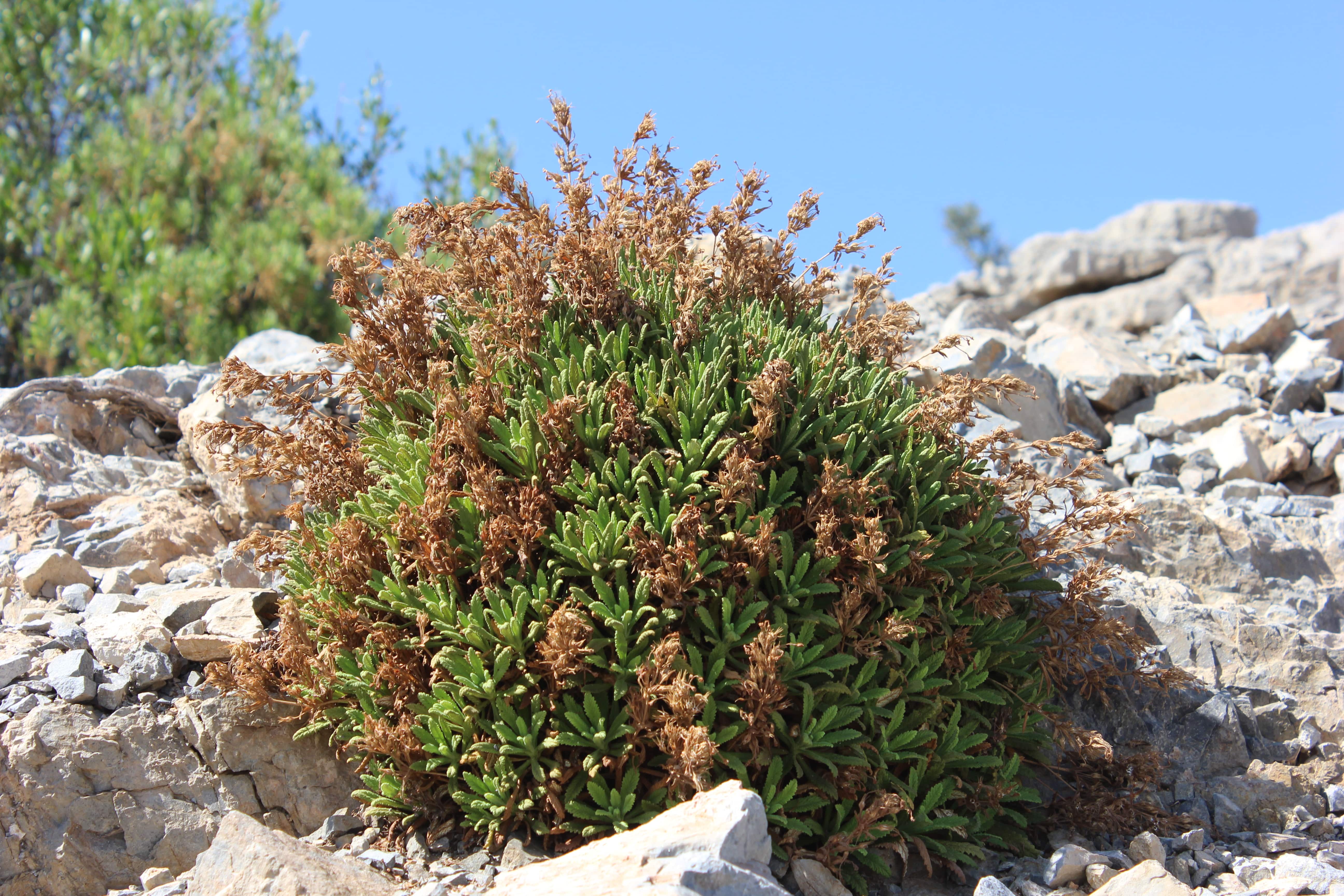 Plant Image